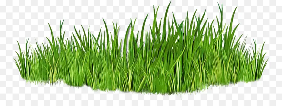 Vetiver，Wheatgrass PNG