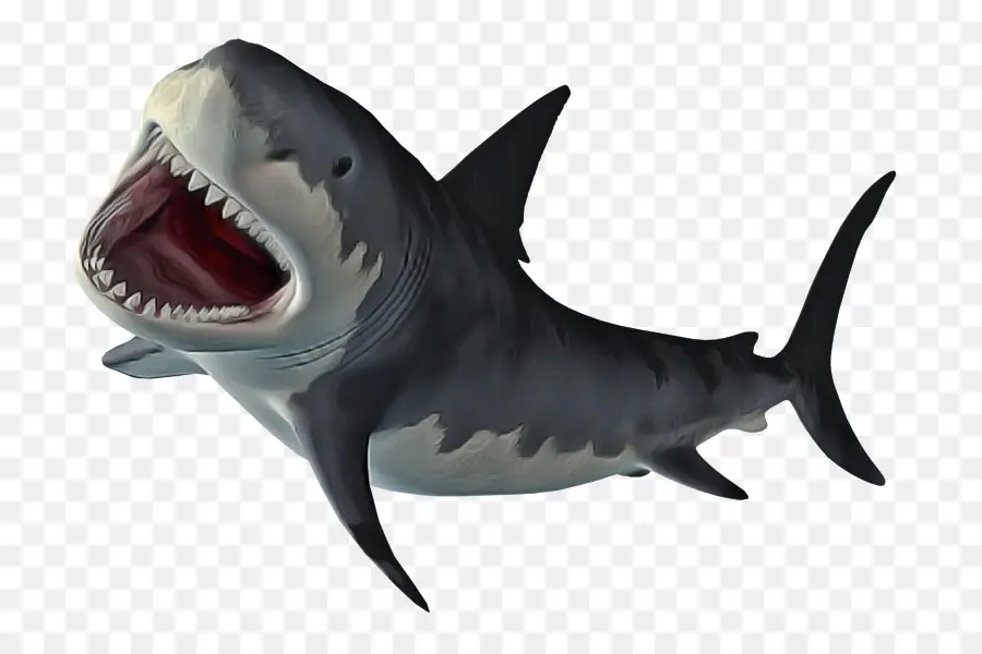 Tubarão Tigre，Cavala Tubarões PNG