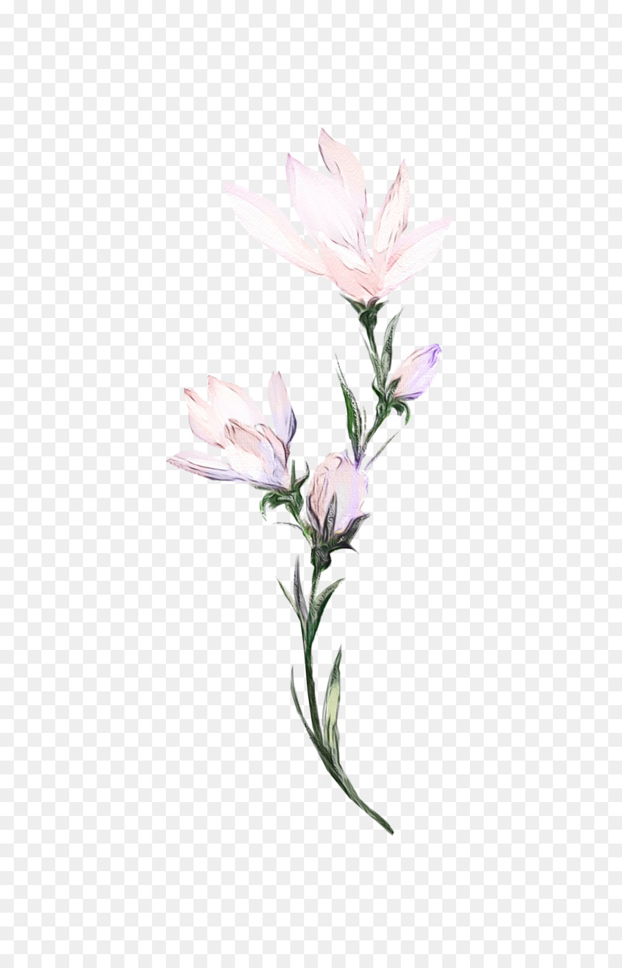 Lírio Rosa，Florescer PNG