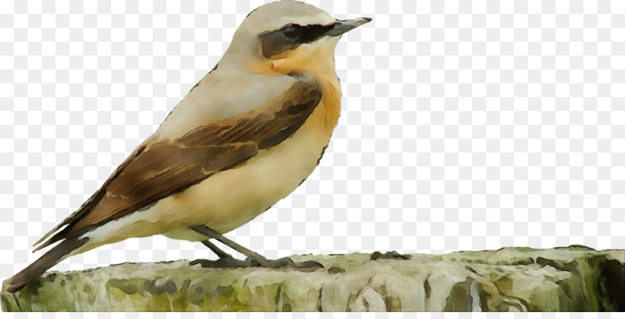 Tentilhões，Aves PNG