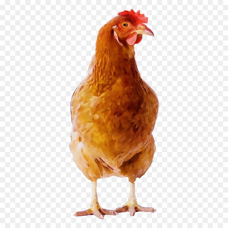 Frango，Aves PNG