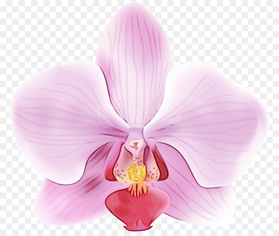 Orquídeas De Mariposa，Flor PNG