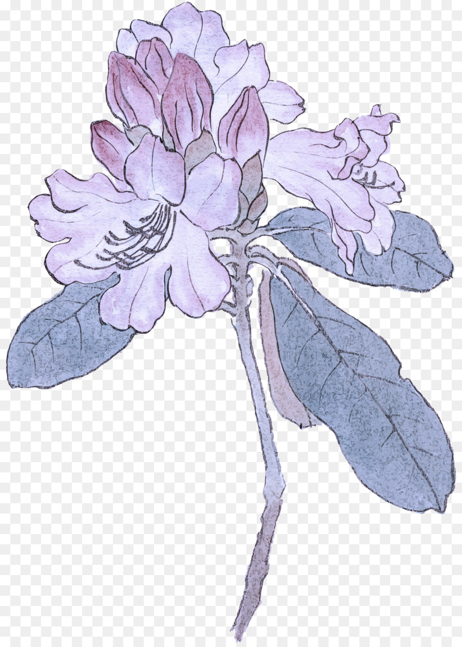 Flores De Corte，Planta Herbácea PNG