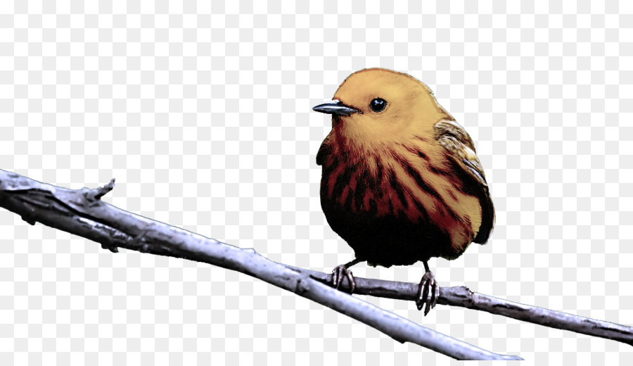 Aves，Tentilhões PNG