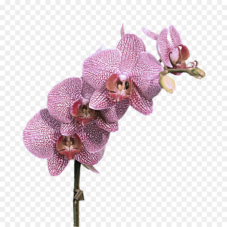 Flores De Orquídea Roxa，Orquídea PNG