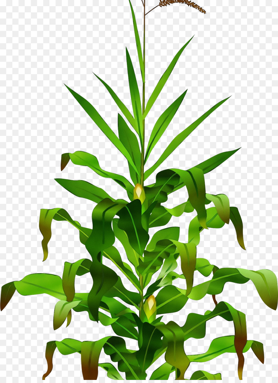 Planta Verde，Folha PNG