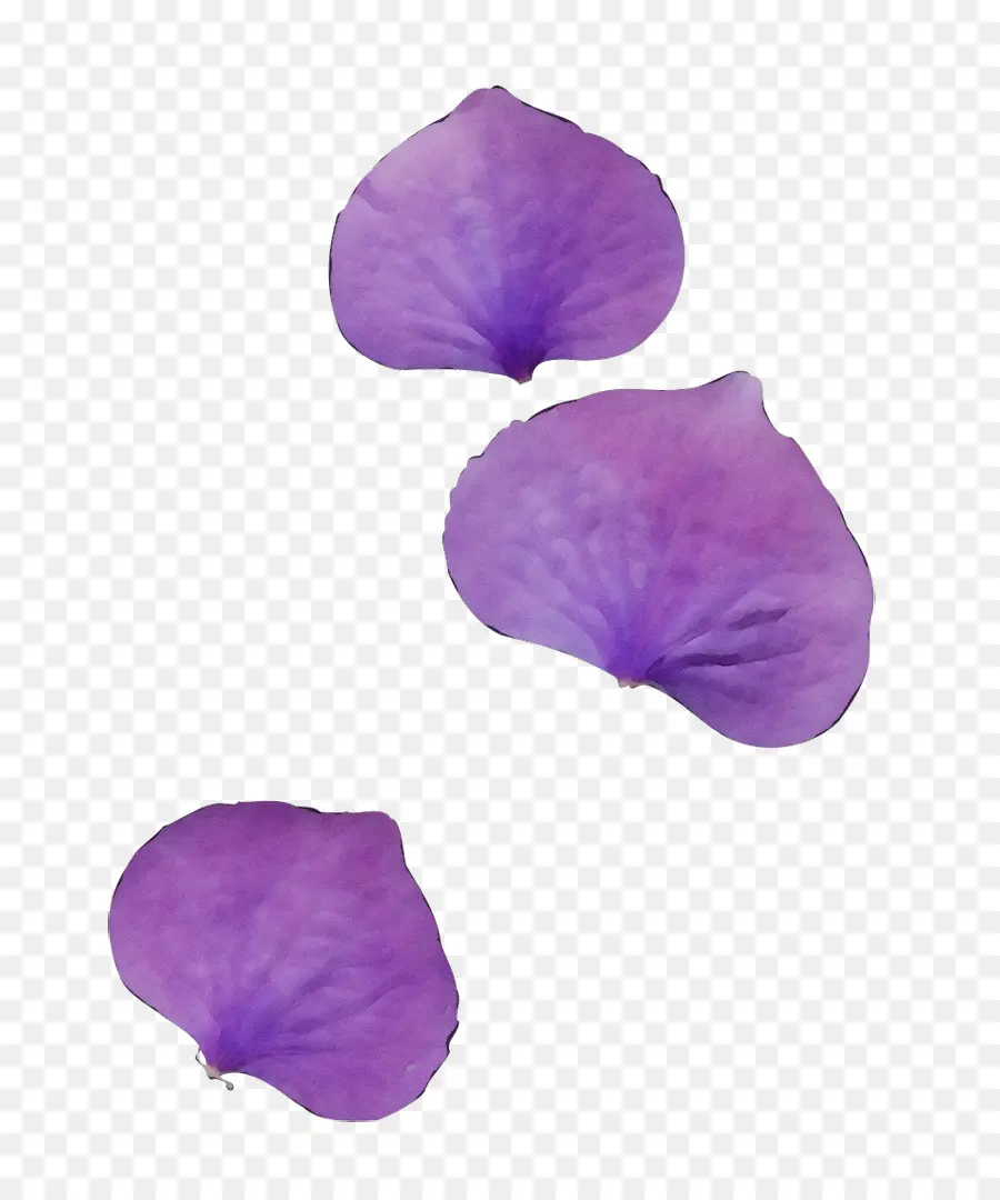 Violeta，Traça Orquídeas PNG