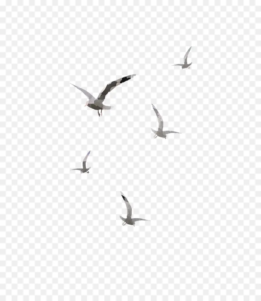 Aves，Migração De Aves PNG