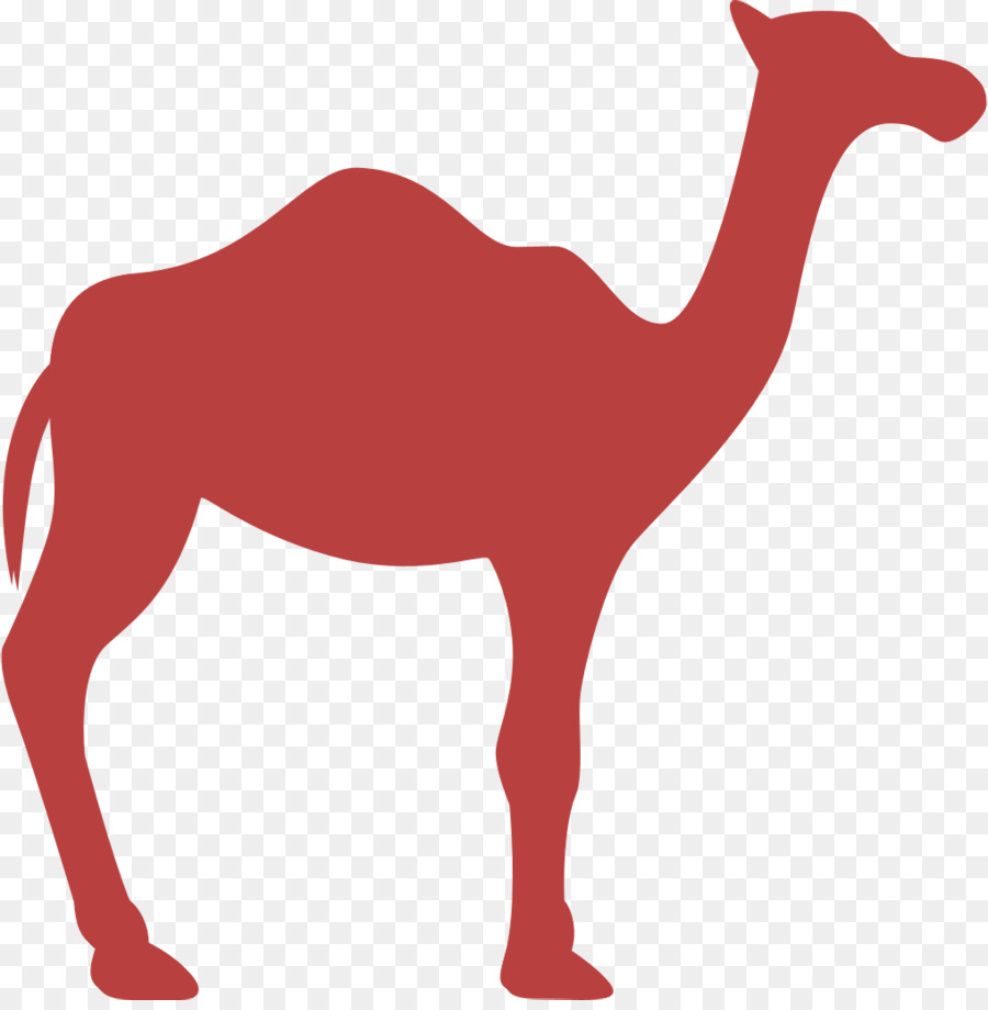 O Dromedário，Bactriana Camelo PNG