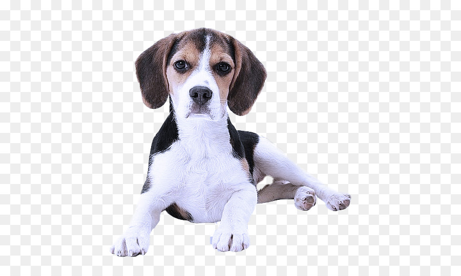 Beagle，American Foxhound PNG