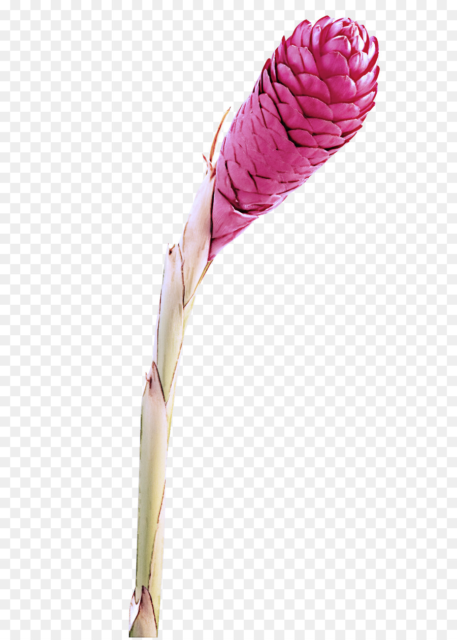 Flor Vermelha，Florescer PNG