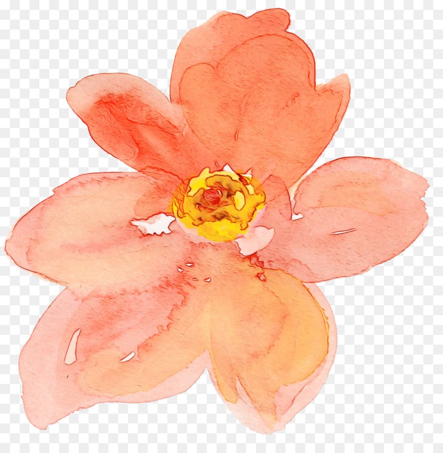 Flor，Florescer PNG