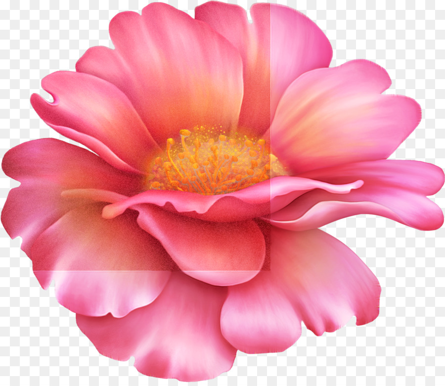 Flor Roxa，Florescer PNG