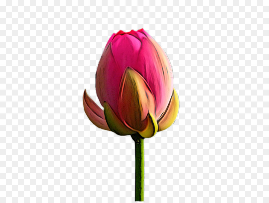 Flor Rosa，Flor PNG