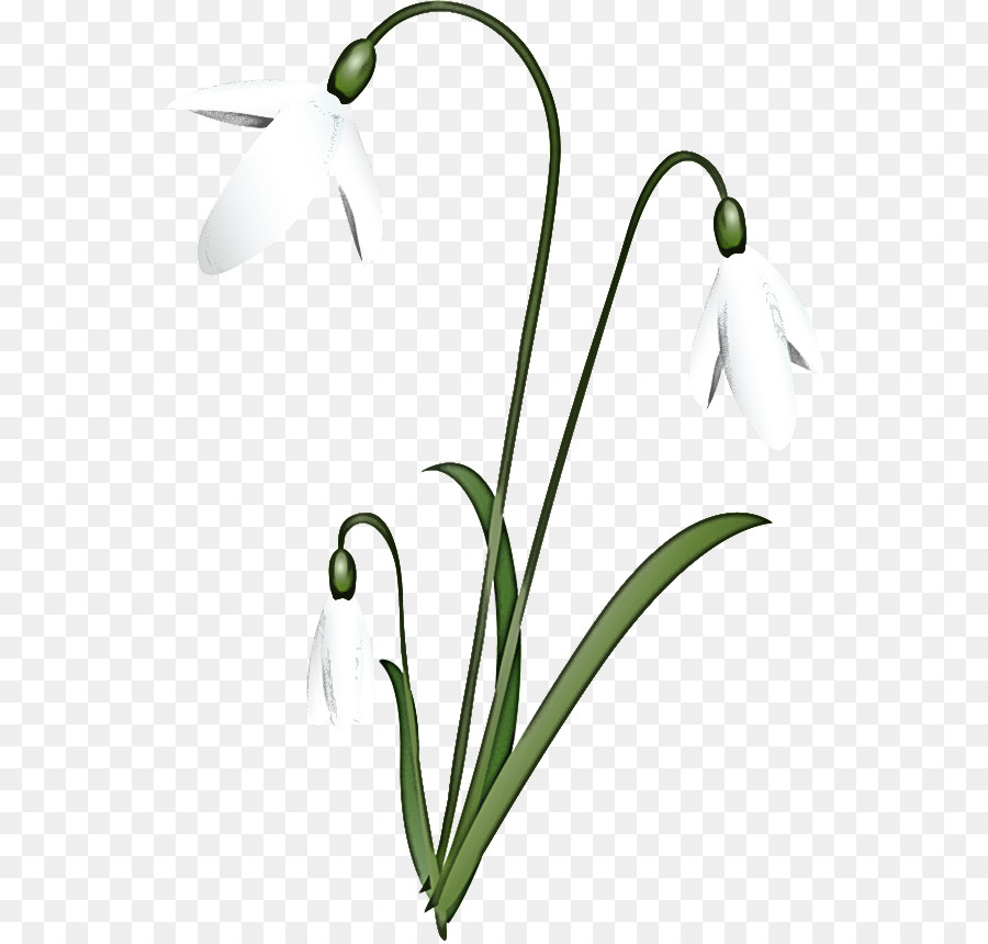 Flor，Snowdrop PNG