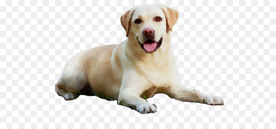 Golden Retriever，Labrador Retriever PNG