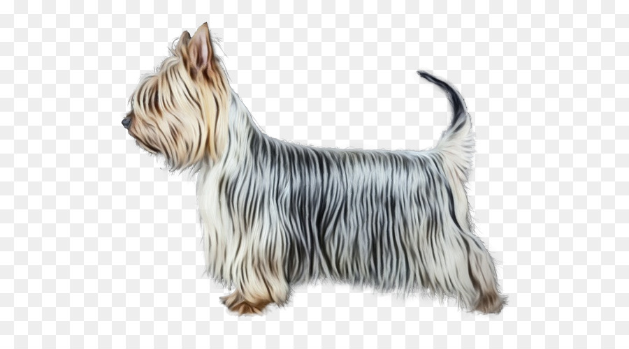 Skye Terrier，Terrier Sedoso PNG
