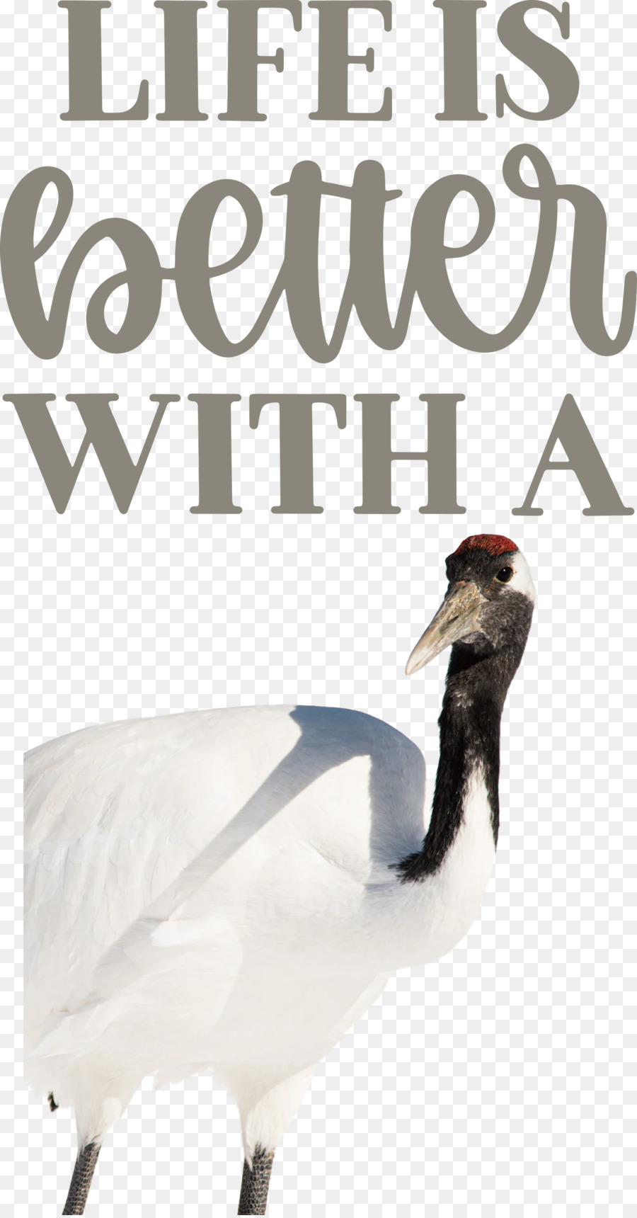 Aves，Guindastes PNG