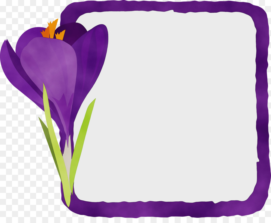 Crocus，Lavanda PNG