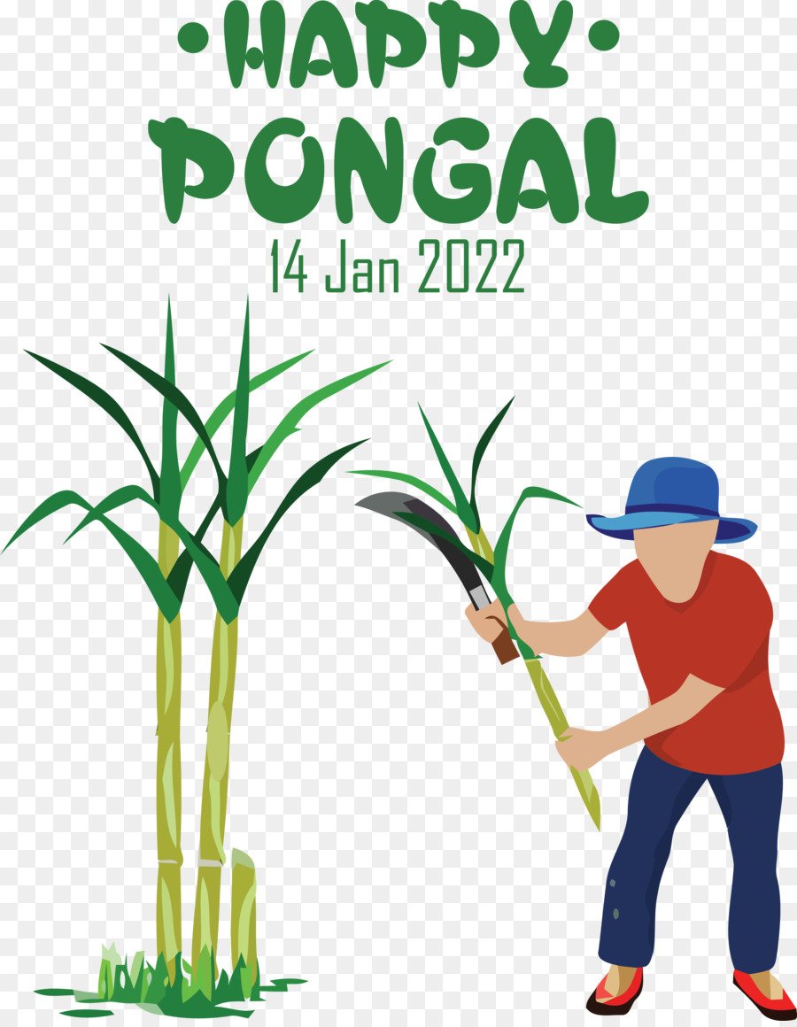 Sugarcane，Royaltyfree PNG