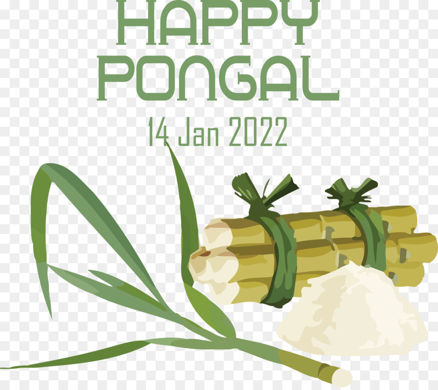 Pongal，Sugarcane PNG