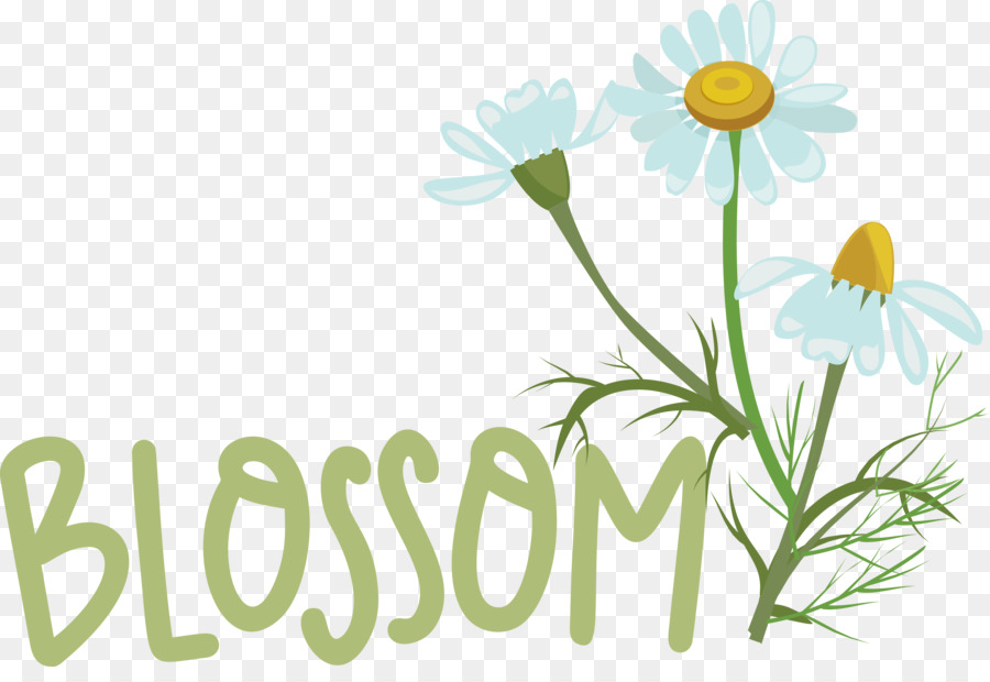 Design Floral，Oxeye Daisy PNG