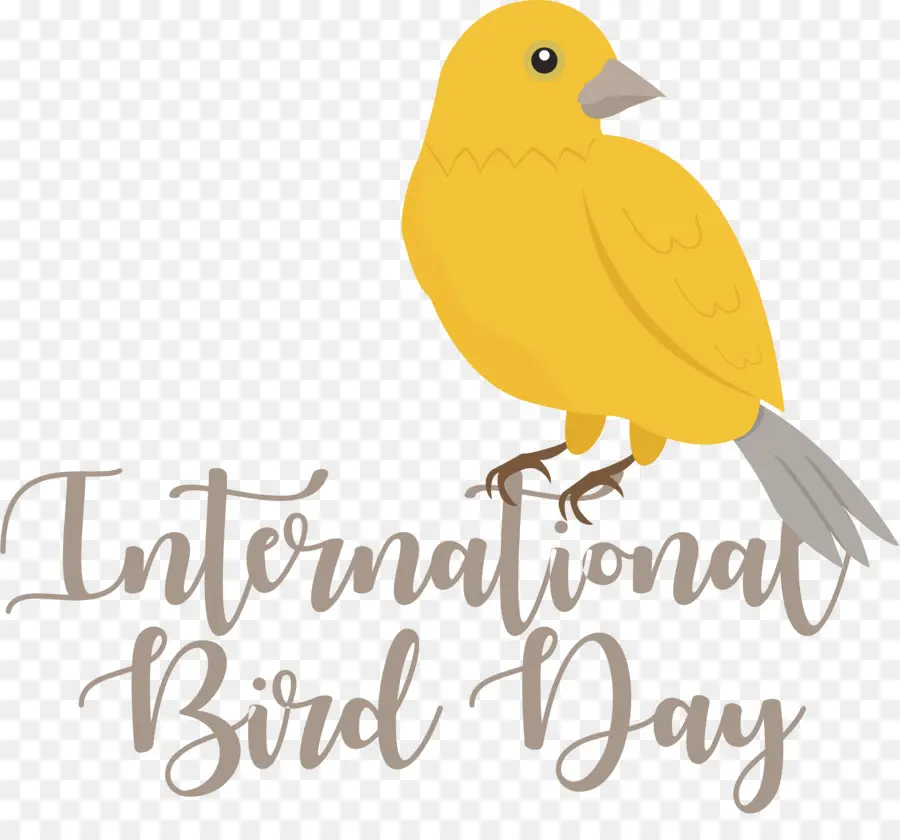 Dia Internacional Das Aves，Dia Do Pássaro PNG