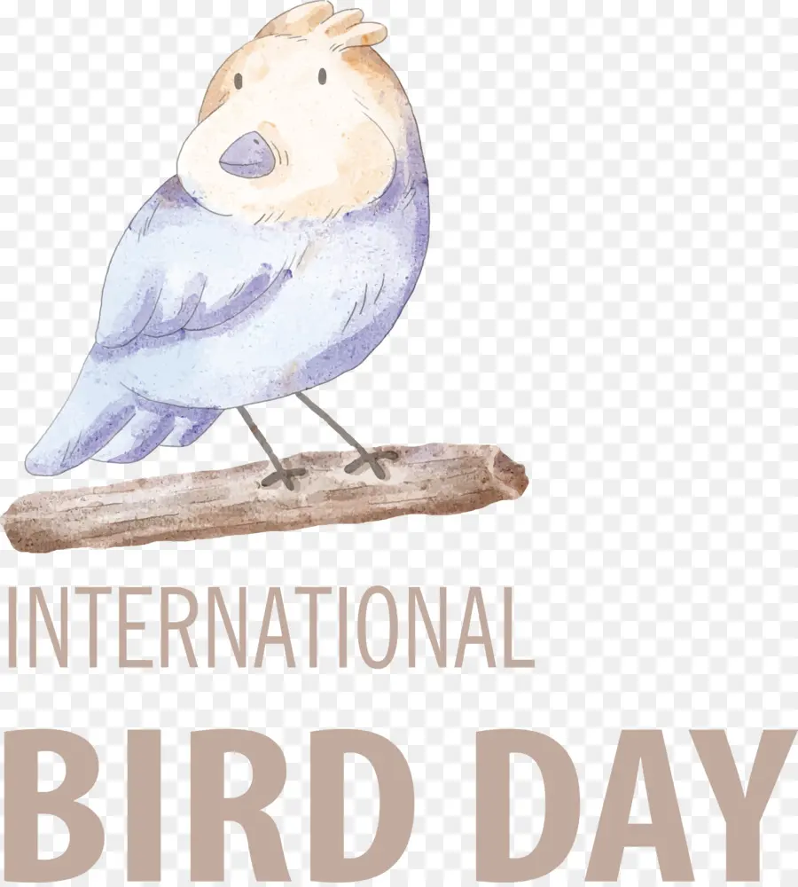 Dia Internacional Das Aves，Dia Do Pássaro PNG