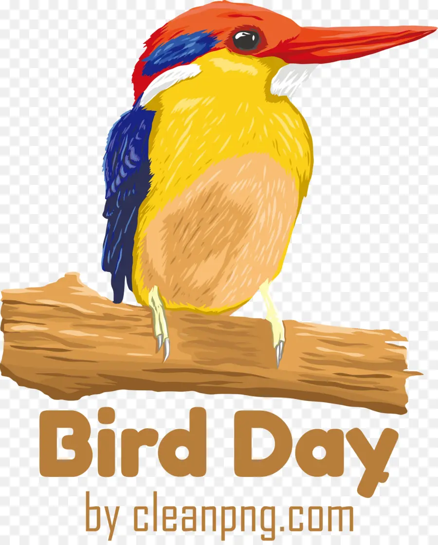 Pássaro Dia，Aves PNG