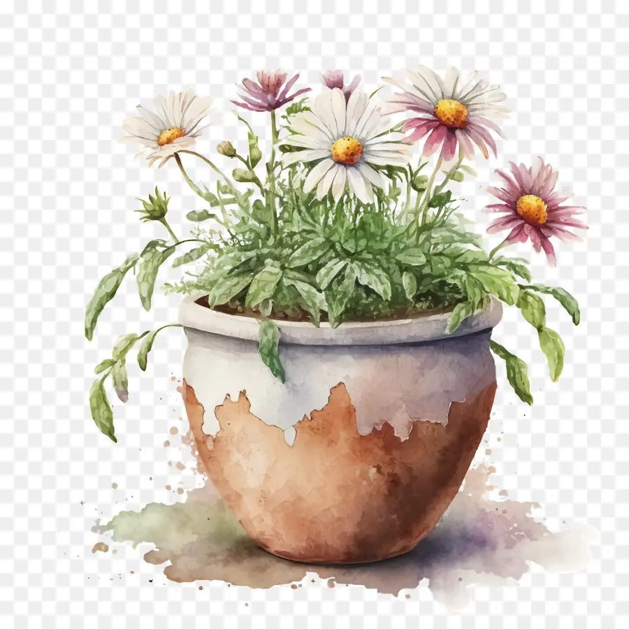 Aquarela Daisy，Daisy Em Vaso De Flores PNG