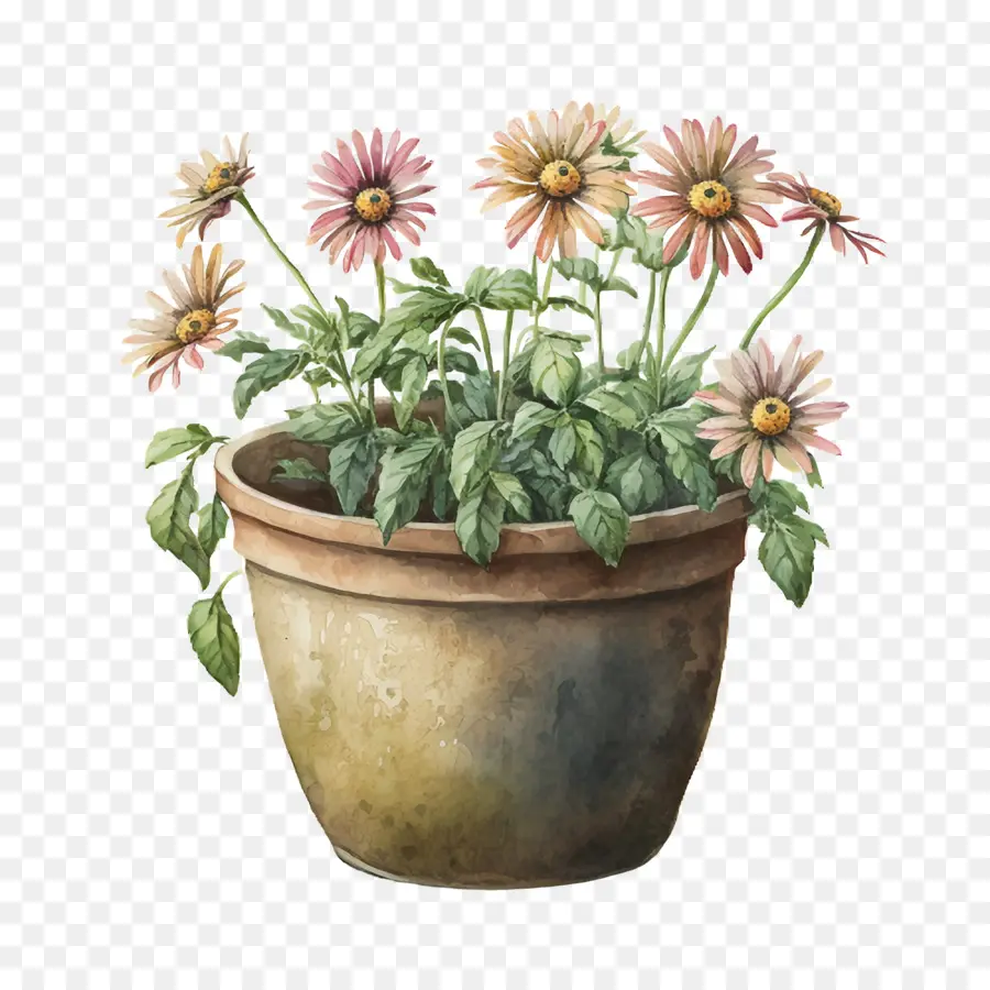 Aquarela Daisy，Daisy Em Vaso De Flores PNG