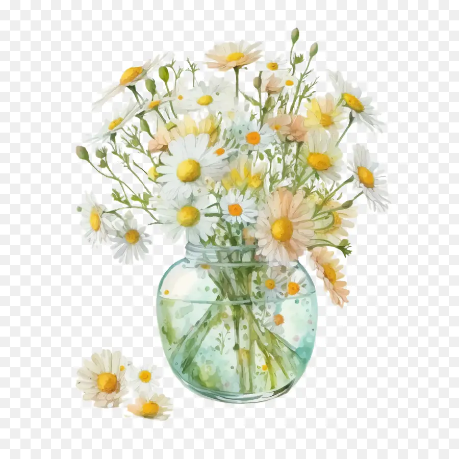 Aquarela Daisy，Daisy Buquê PNG