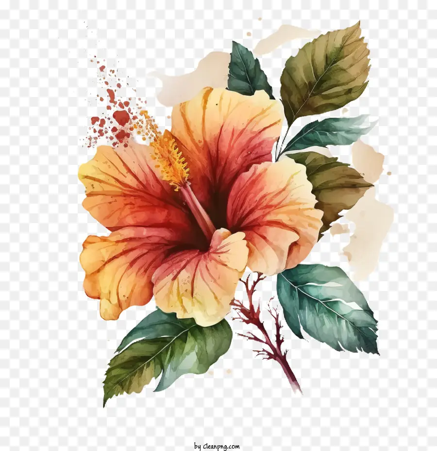 Aquarela Do Hibiscus，Flor De Hibisco PNG