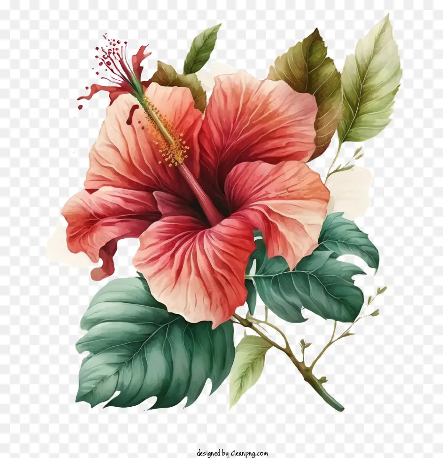 Aquarela Do Hibiscus，Flor De Hibisco PNG