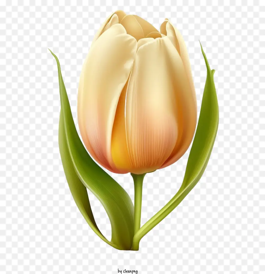 Tulipa Realista，Tulipa 3d PNG