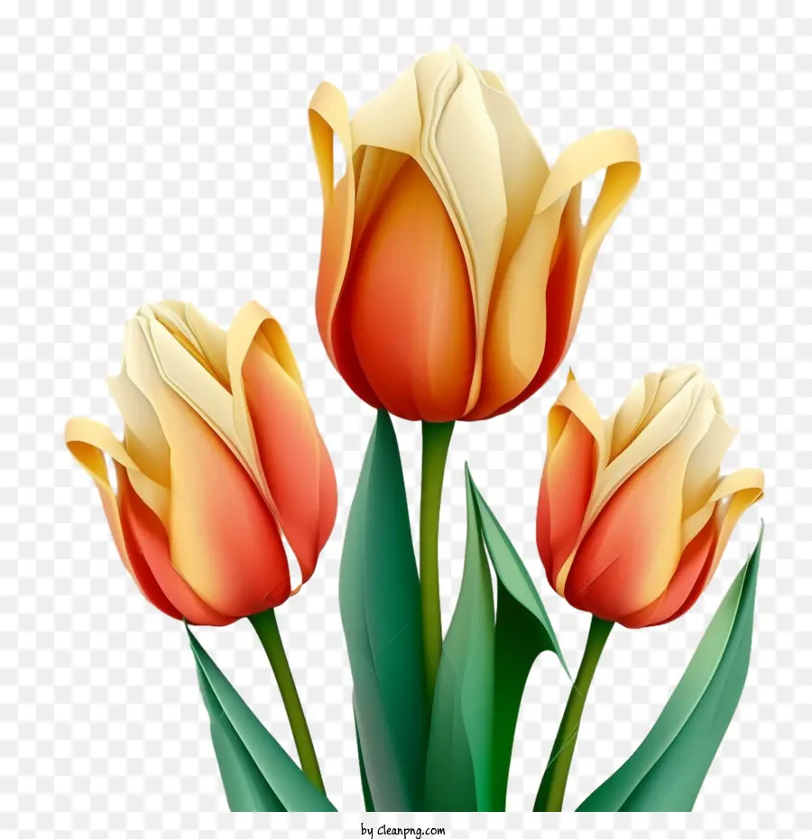 Tulipa Realista，Contar PNG