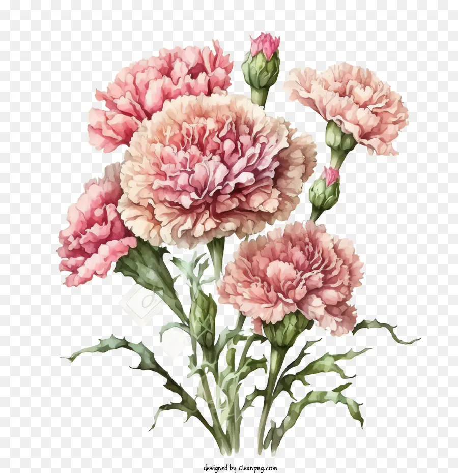 Cravos Em Aquarela，Cravos Cor De Rosa PNG