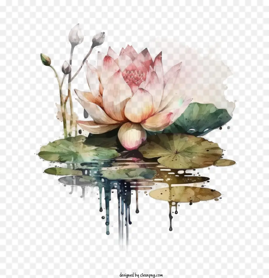 Aquarela Lotus，Folhas De Lótus PNG