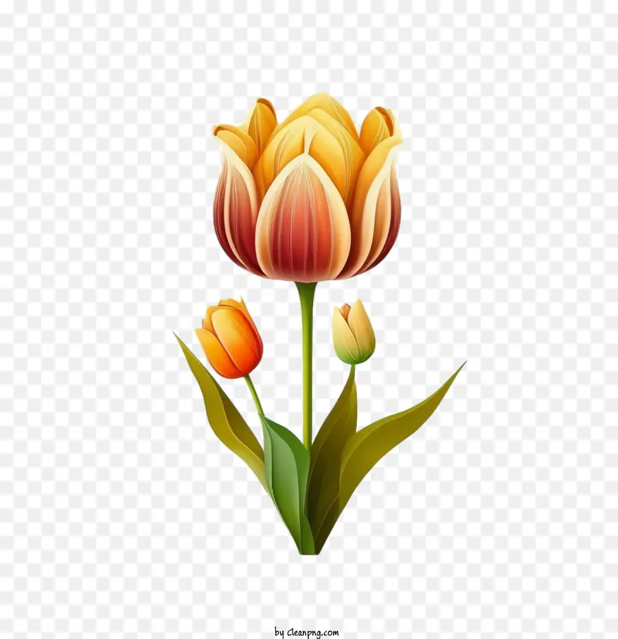 Tulipa Colorida，Cartoon Tulip PNG