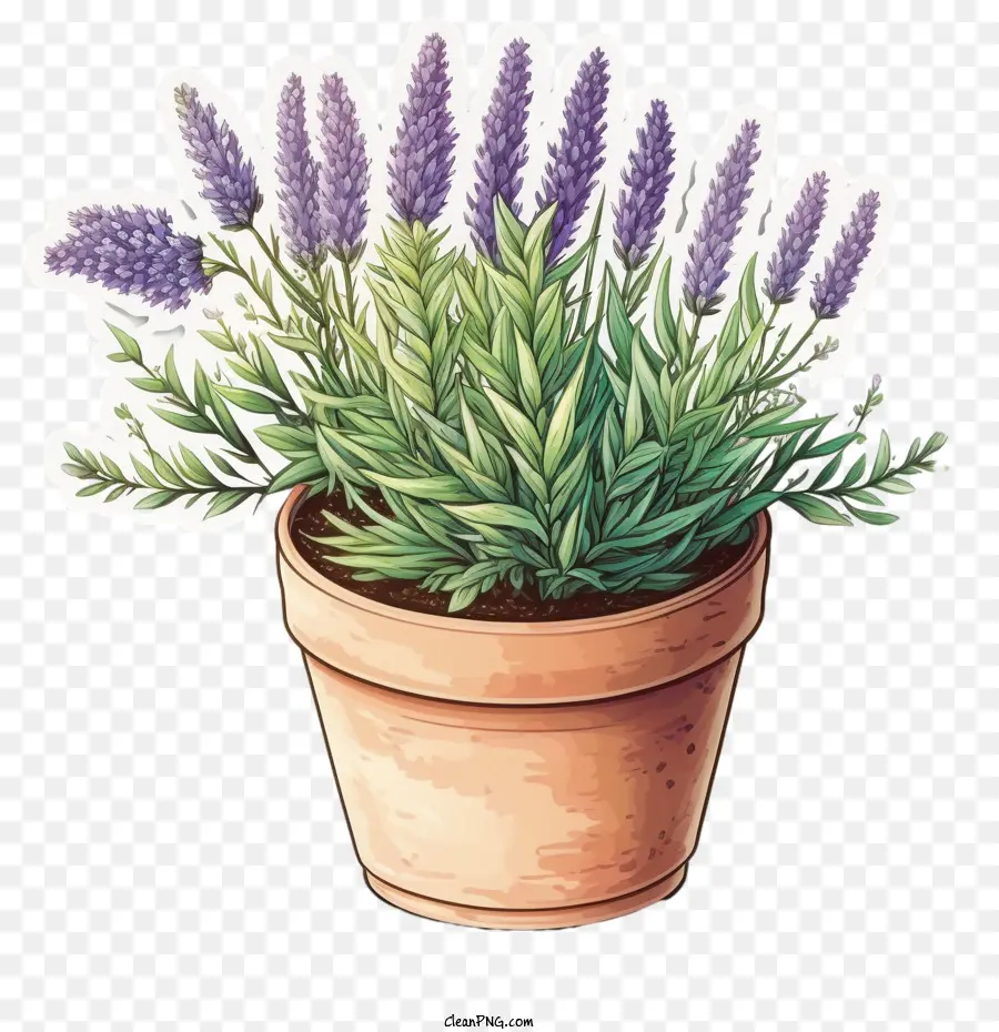 Lavanda Florescendo，Planta De Lavanda PNG