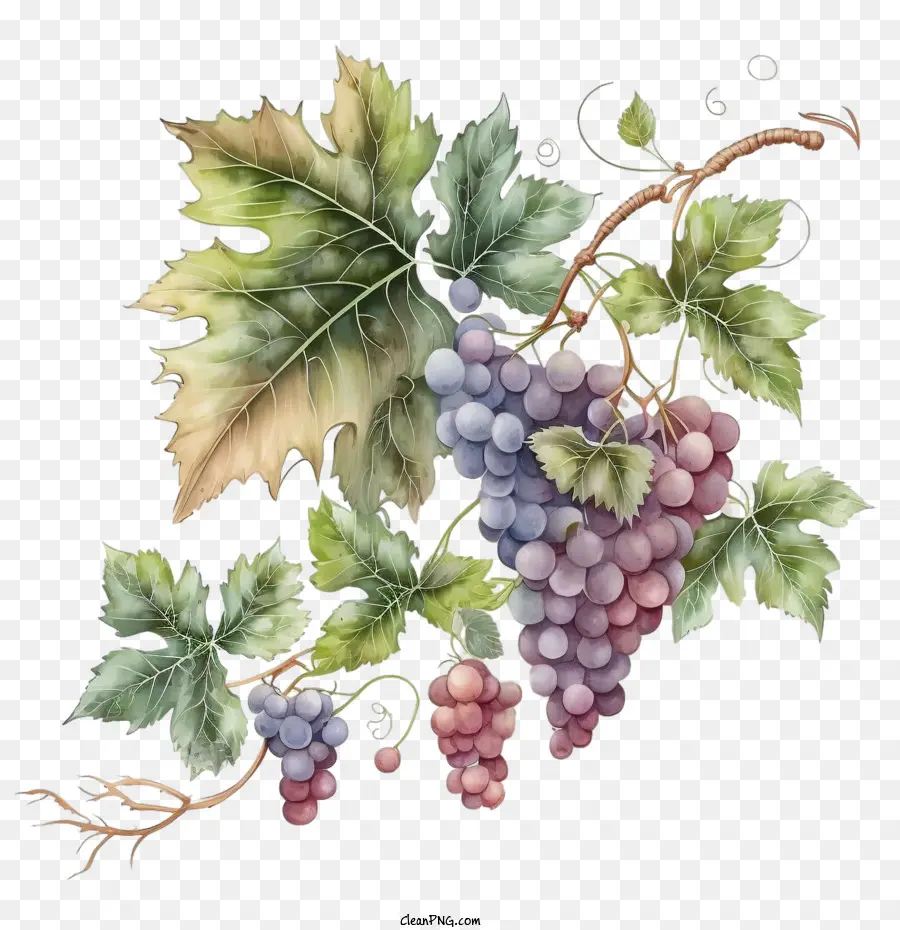 Uvas Retrô，Uvas Aquarela PNG