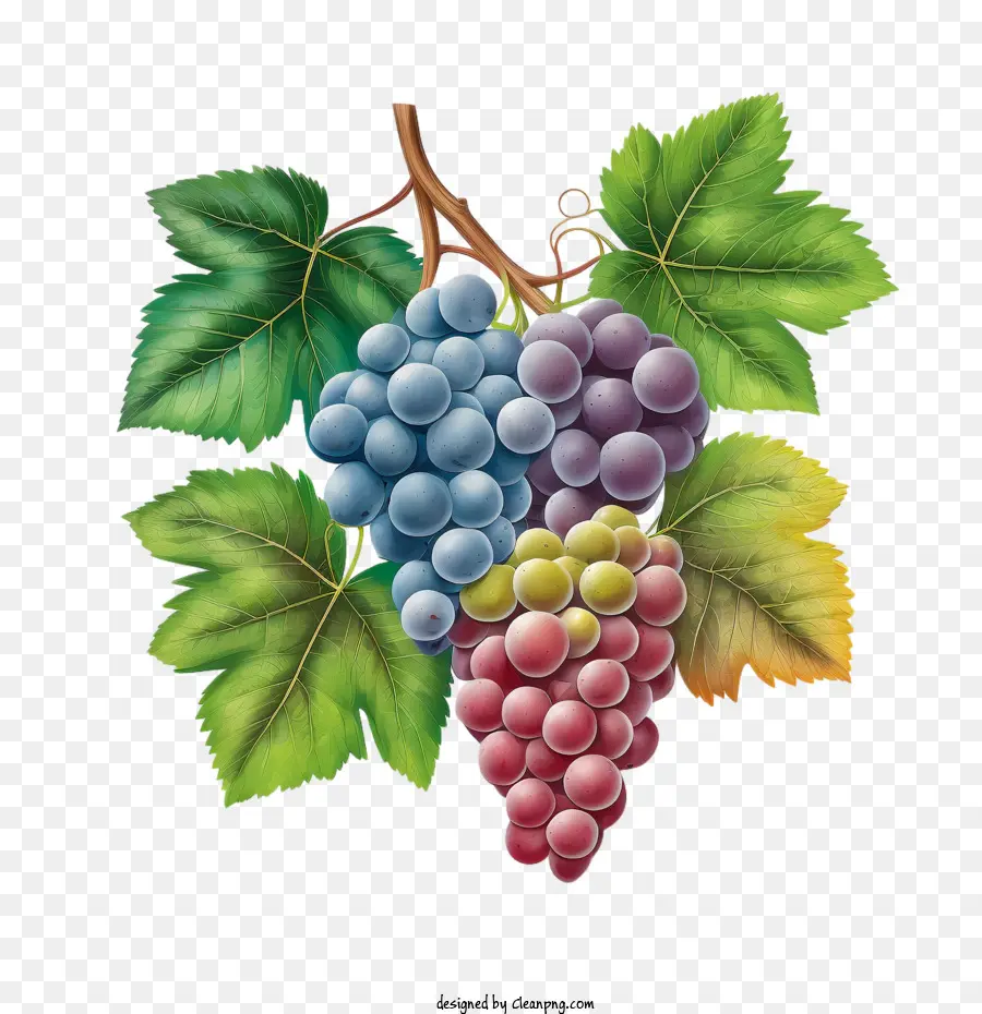 Uvas 3d，Uvas Realistas PNG