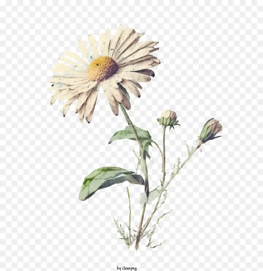 Aquarela Daisy，Vinhas Em Aquarela PNG