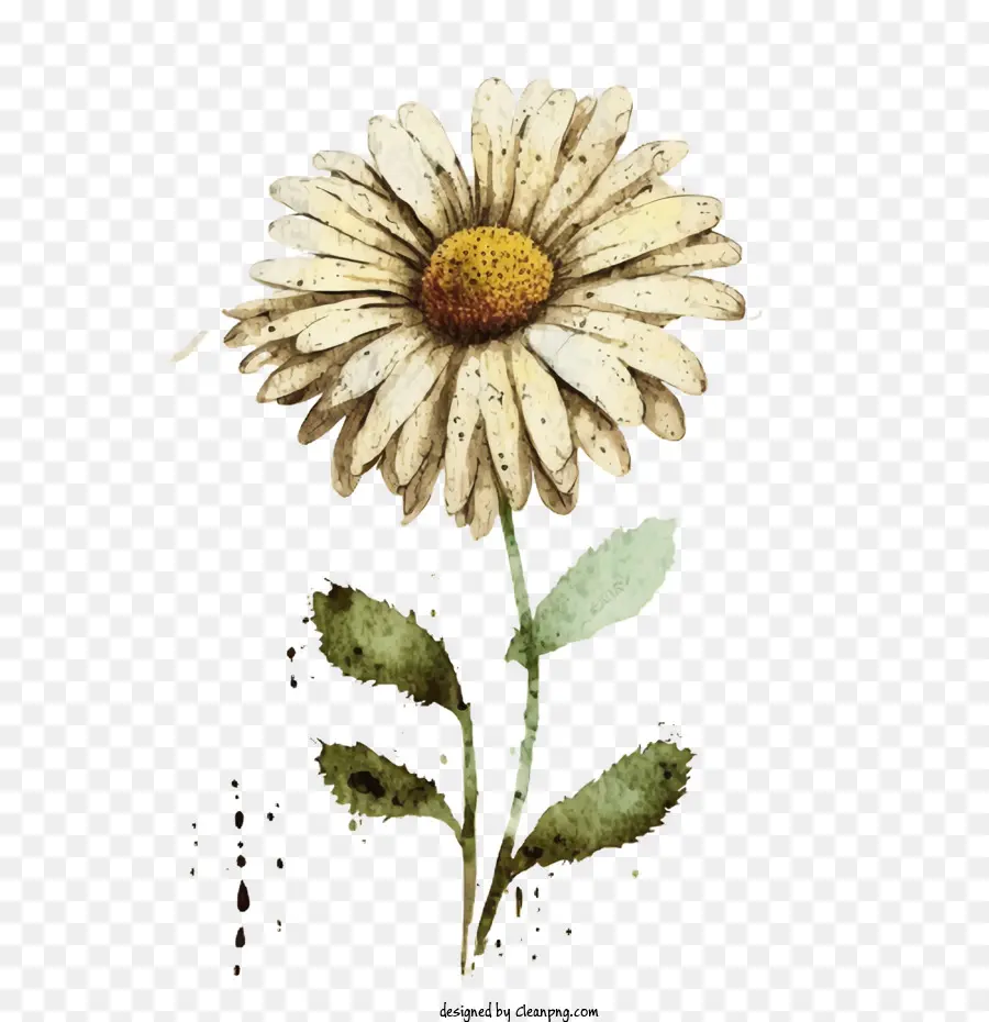 Aquarela Daisy，Vinhas Em Aquarela PNG