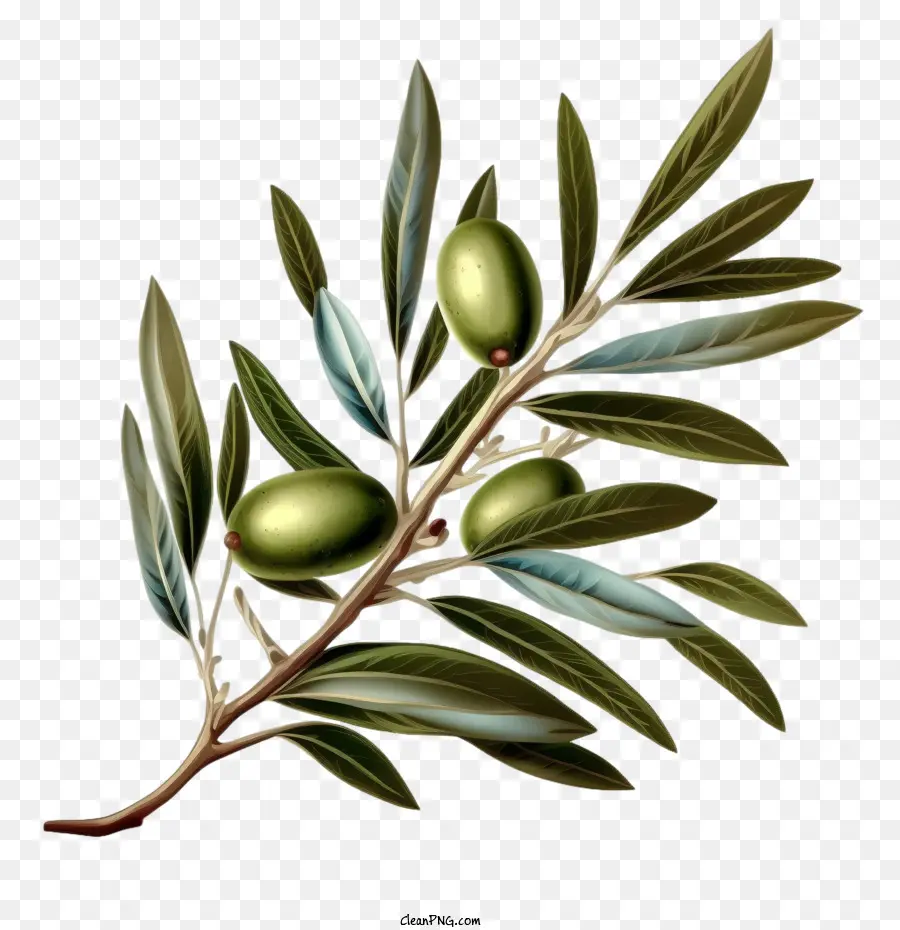 Olive Vintage，Azeite De Galho PNG