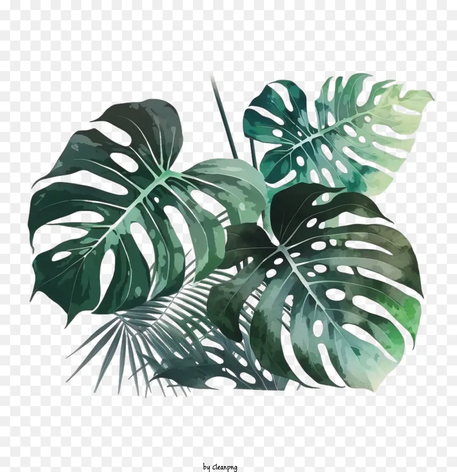 Monstera Folha，Tropical Folha PNG