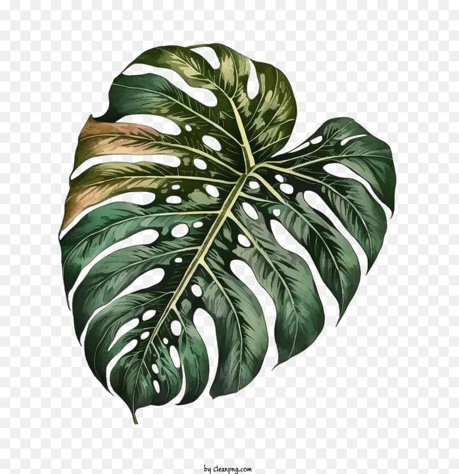 Vintage Monstera Leaf，Monstera Folha PNG