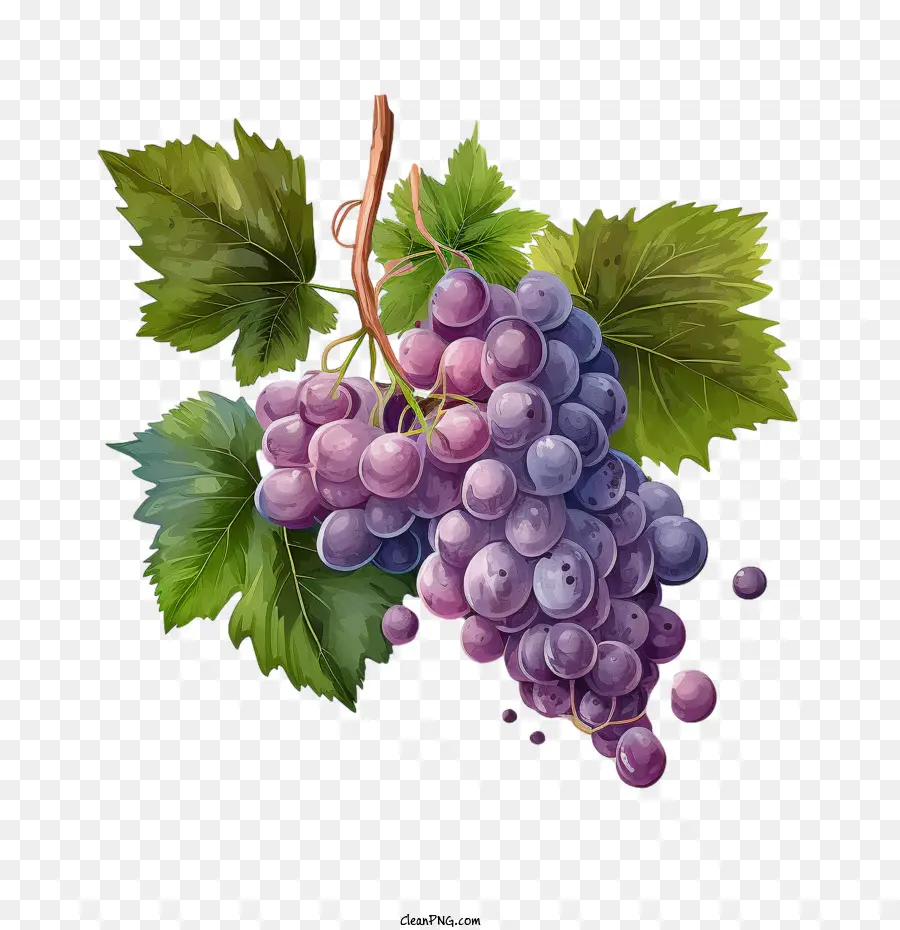 Uvas Maduras，Cacho De Uvas PNG