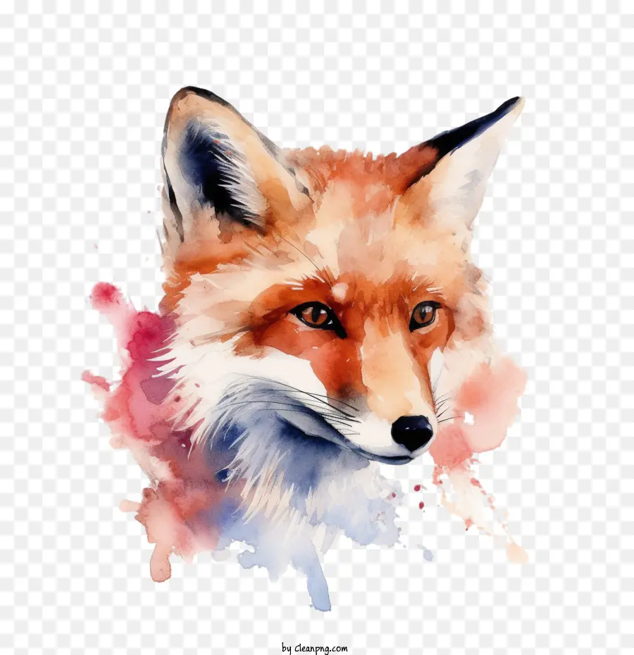 Fox，Aquarela Fox PNG