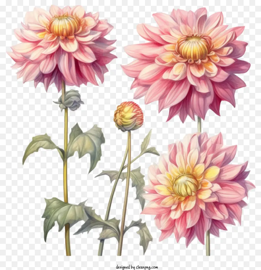 Dahlia，Flor Dahlia PNG